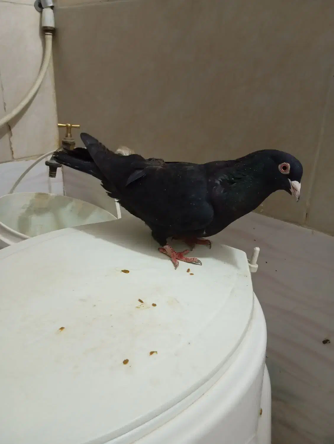 کبوتر هوای نر ۲۰۰|پرنده|شیراز, کوشک میدان|دیوار