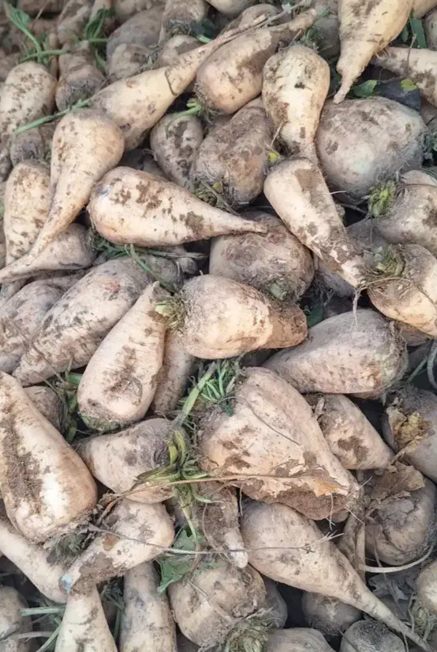 چغندر تازه|عمدهفروشی|شیروان (لرستان), |دیوار