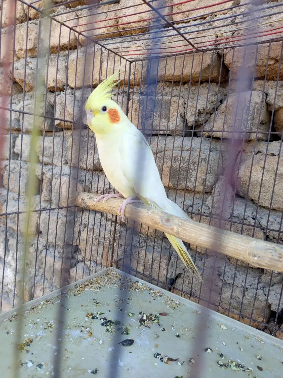 عروس هلندی نر|پرنده|قرچک, مهدیه|دیوار