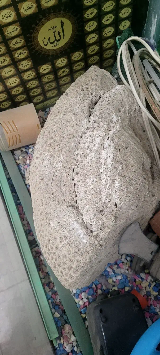 مرجان آکواریومی|ماهی|وحیدیه, |دیوار