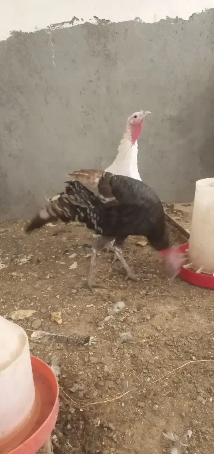 ۳ عدد بوقلمون ماده فروشی|حیوانات مزرعه|سنقر, |دیوار