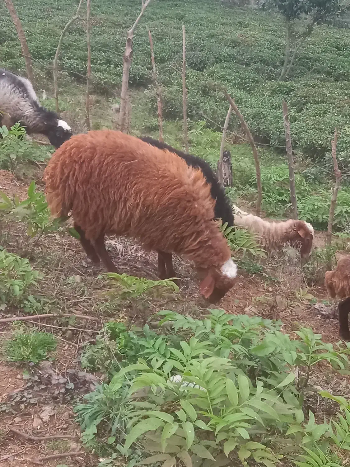 بره ماده سالم چاق|حیوانات مزرعه|تنکابن, |دیوار