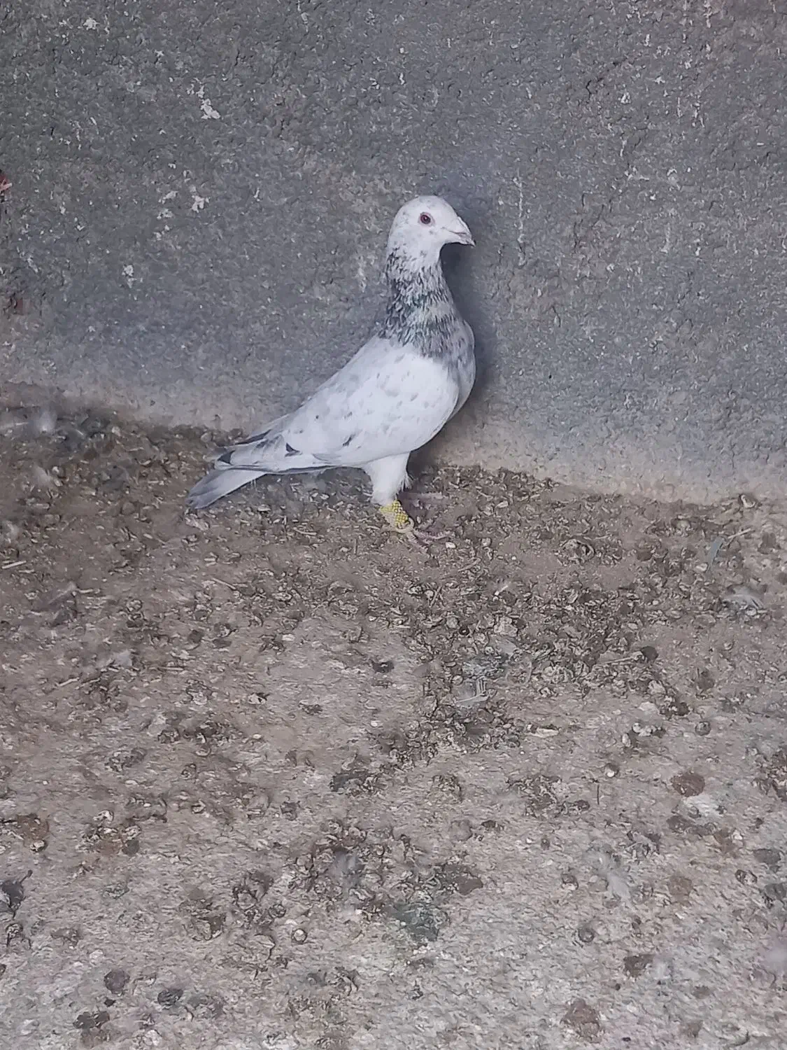 کفتر کبوتر|پرنده|شیروان (خراسان), |دیوار