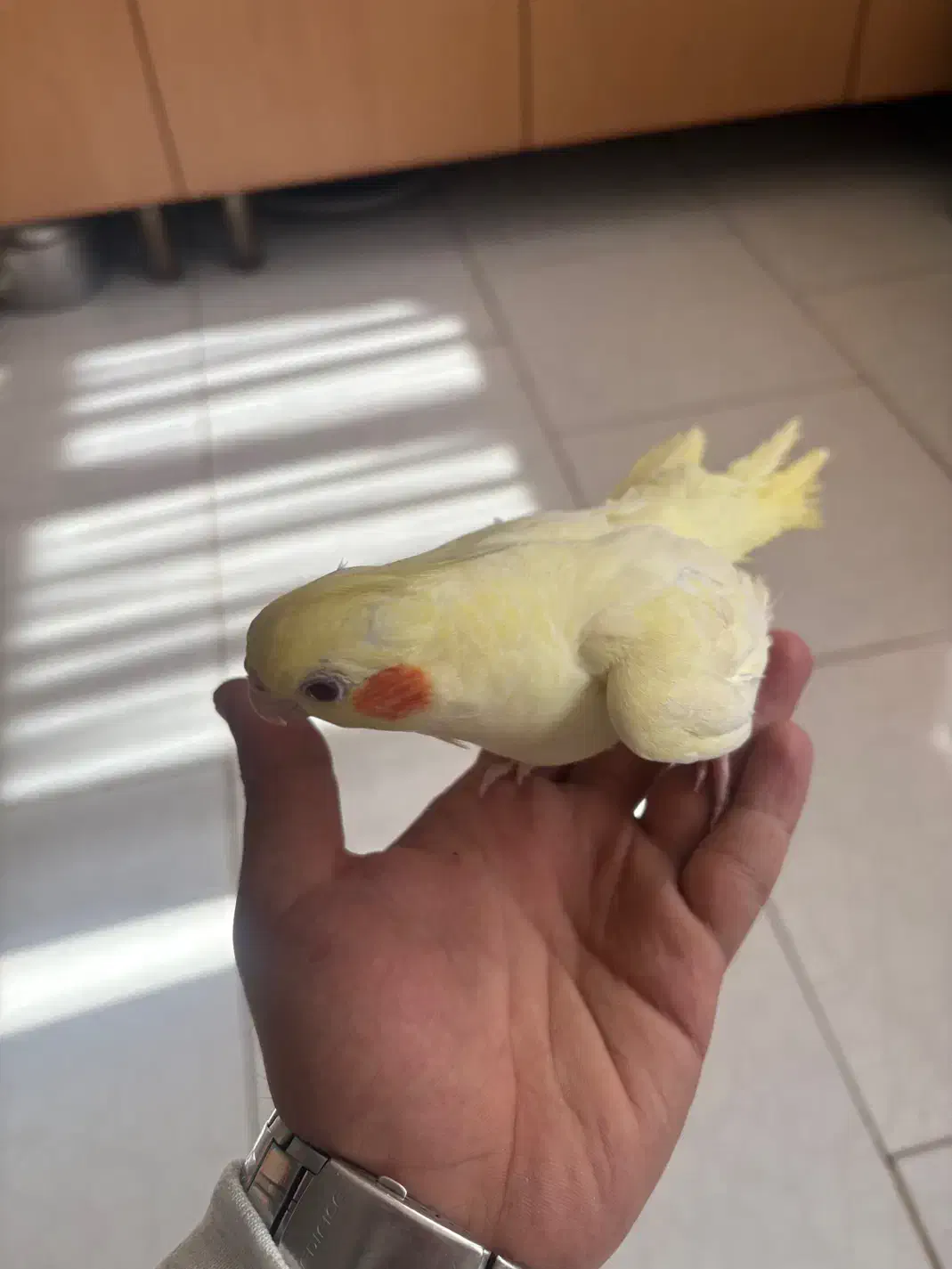 عروس هلندی|پرنده|بومهن, |دیوار