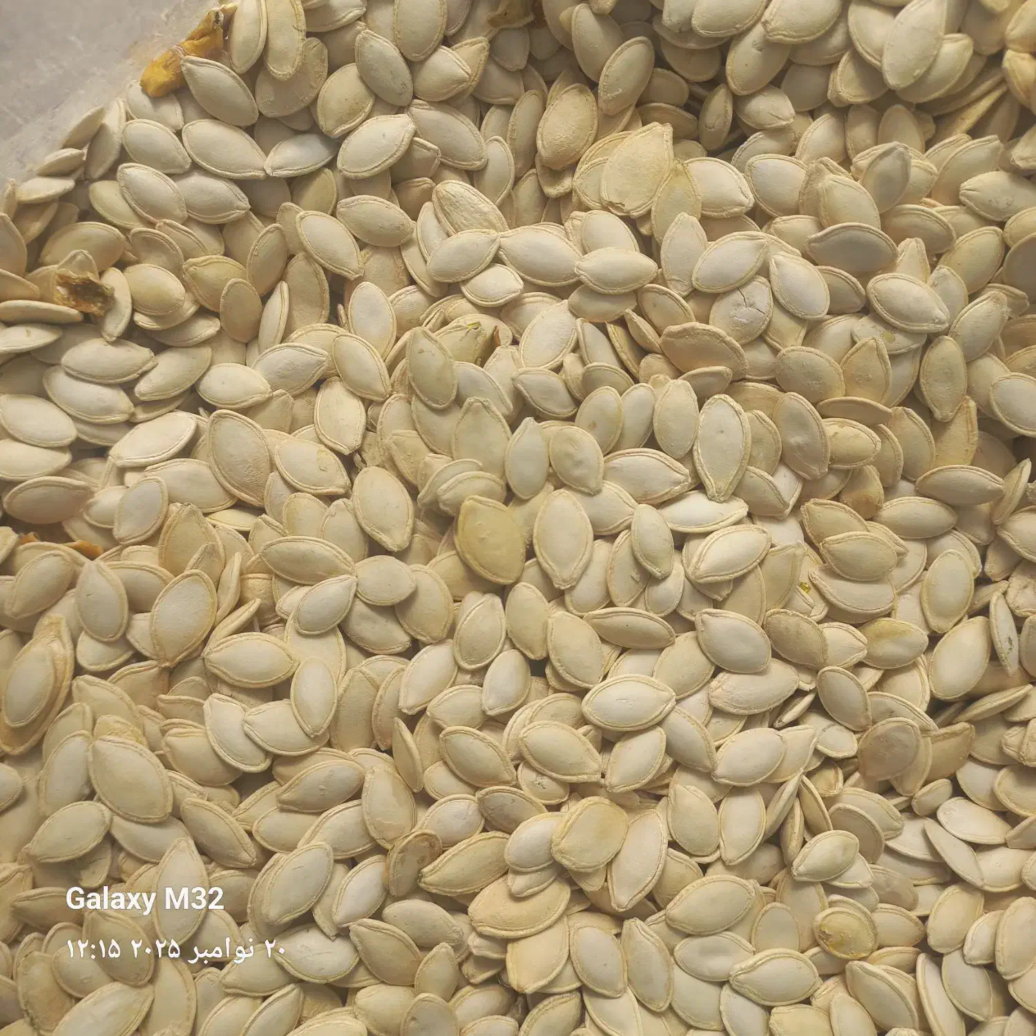 تخمه کدو گوشتی ۳۲۰ نقدی|عمدهفروشی|بهمن صغاد, |دیوار