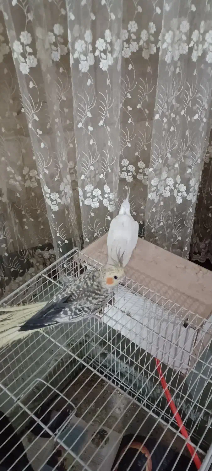 عروس هلندی جفت مولد سخن گو|پرنده|مشهد, حجت|دیوار