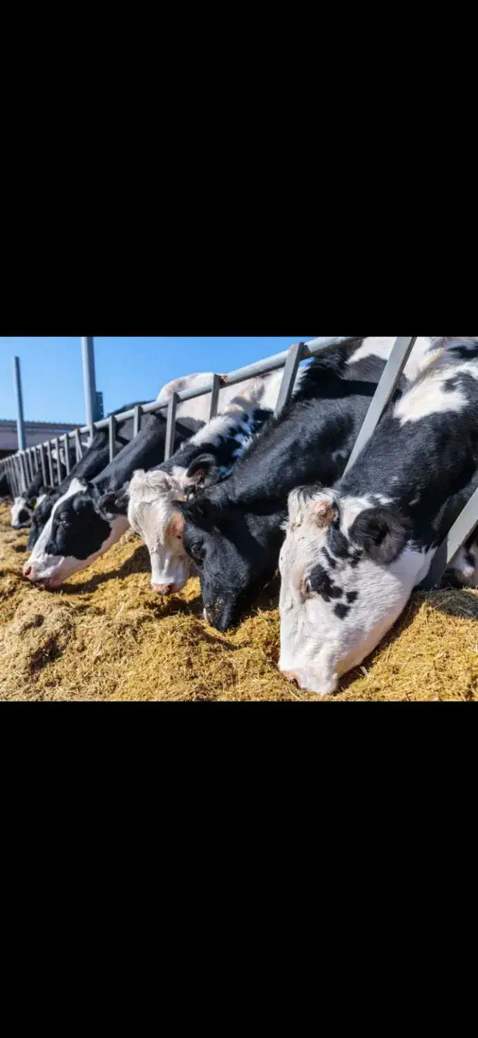 گاوداری صنعتی ۱۵۰ راسی به رهن و اجاره واگذار میشود|اجارهٔ دفتر صنعتی، کشاورزی، تجاری|تبریز, |دیوار