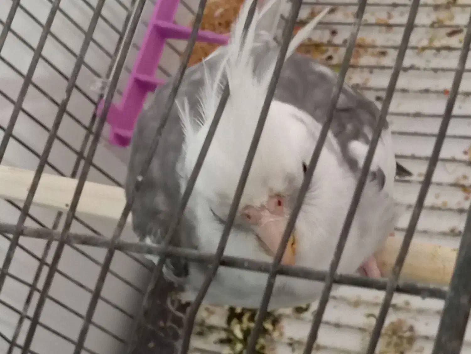 عروس هلندی نر|پرنده|دزفول, |دیوار