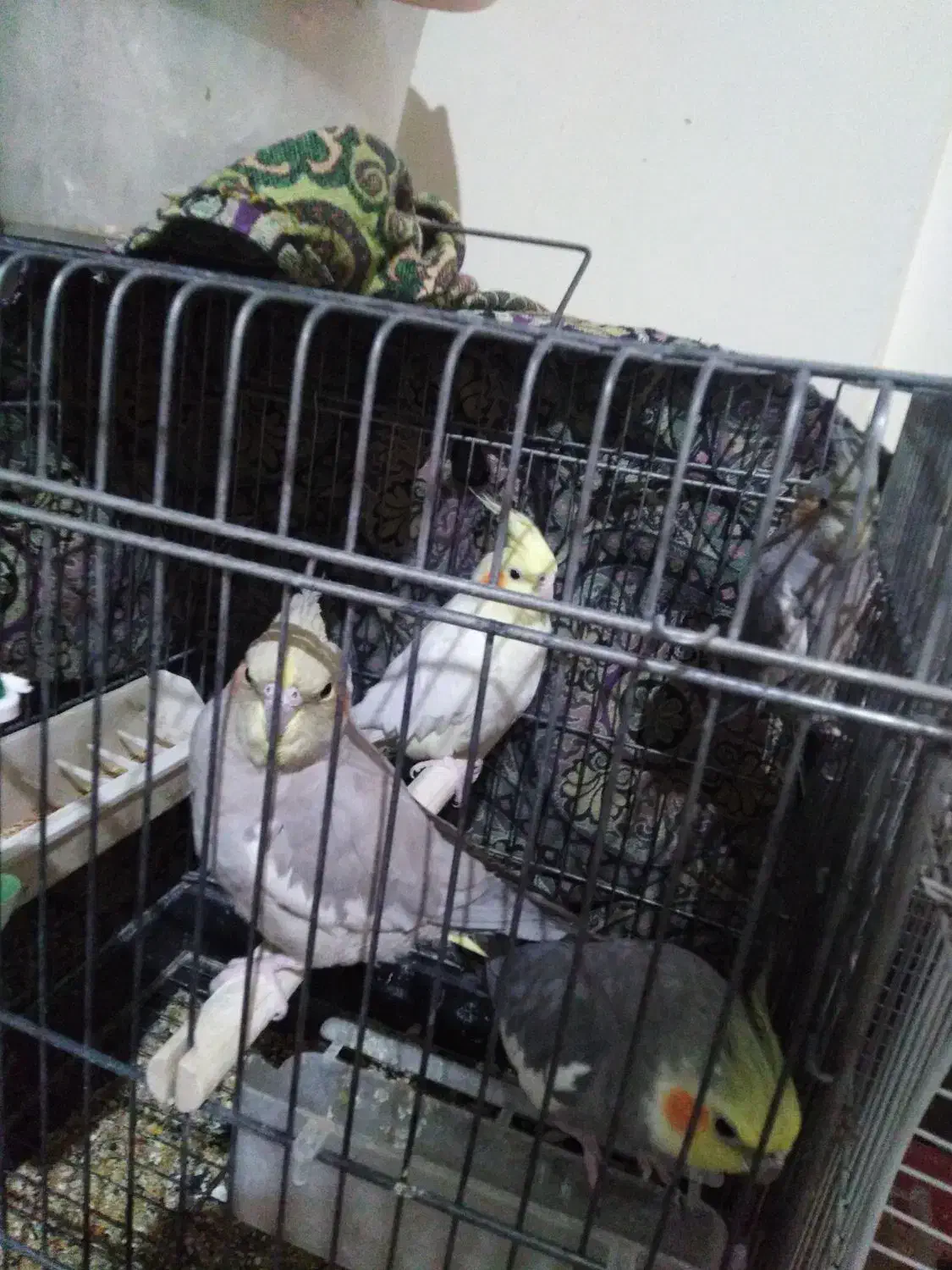 عروس|پرنده|ساوه, |دیوار