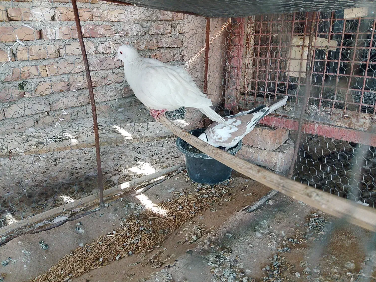کبوتر خانگی|پرنده|ایرانشهر, |دیوار