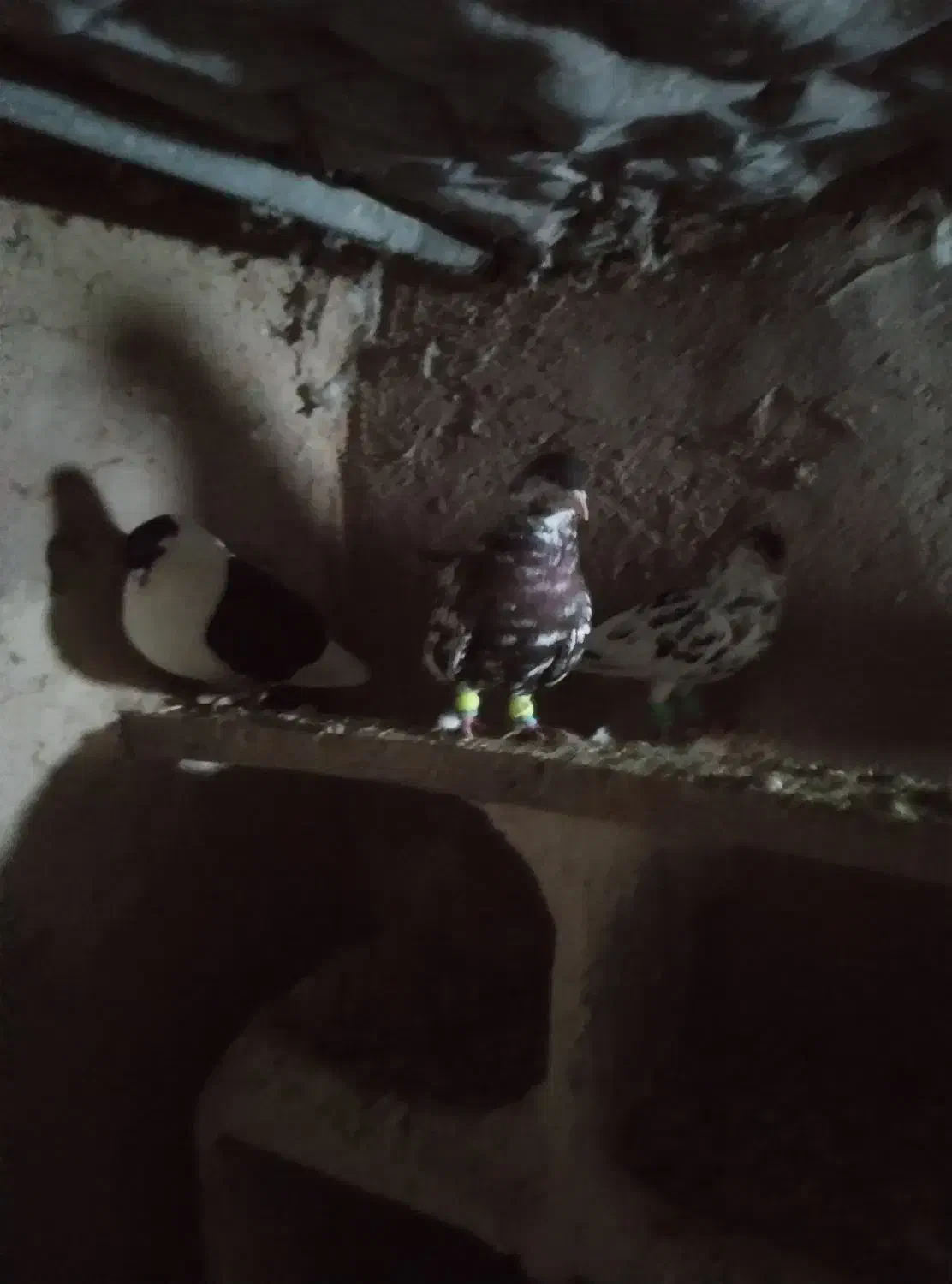 کفتر  رنگه قشنگ ۵ عدد فقد تماس بگیرید|پرنده|رضویه, |دیوار