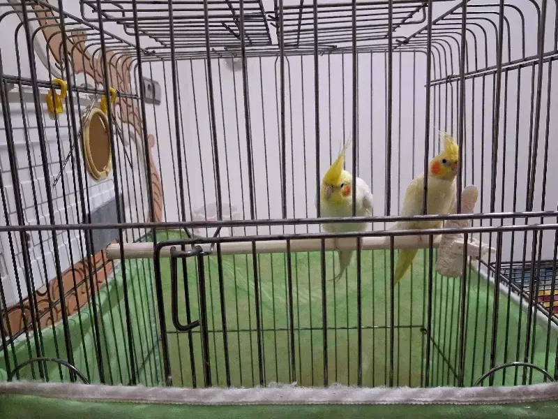 عروس هلندی مولد ، مرغ عشق ، فنچ نر|پرنده|قزوین, |دیوار