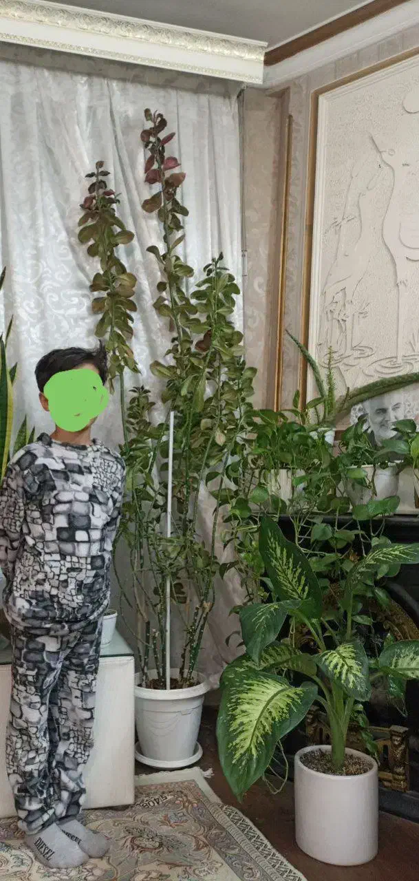 گل فردوس دومتری و کاکتوس|گل و گیاه طبیعی|مشهد, بهاران|دیوار