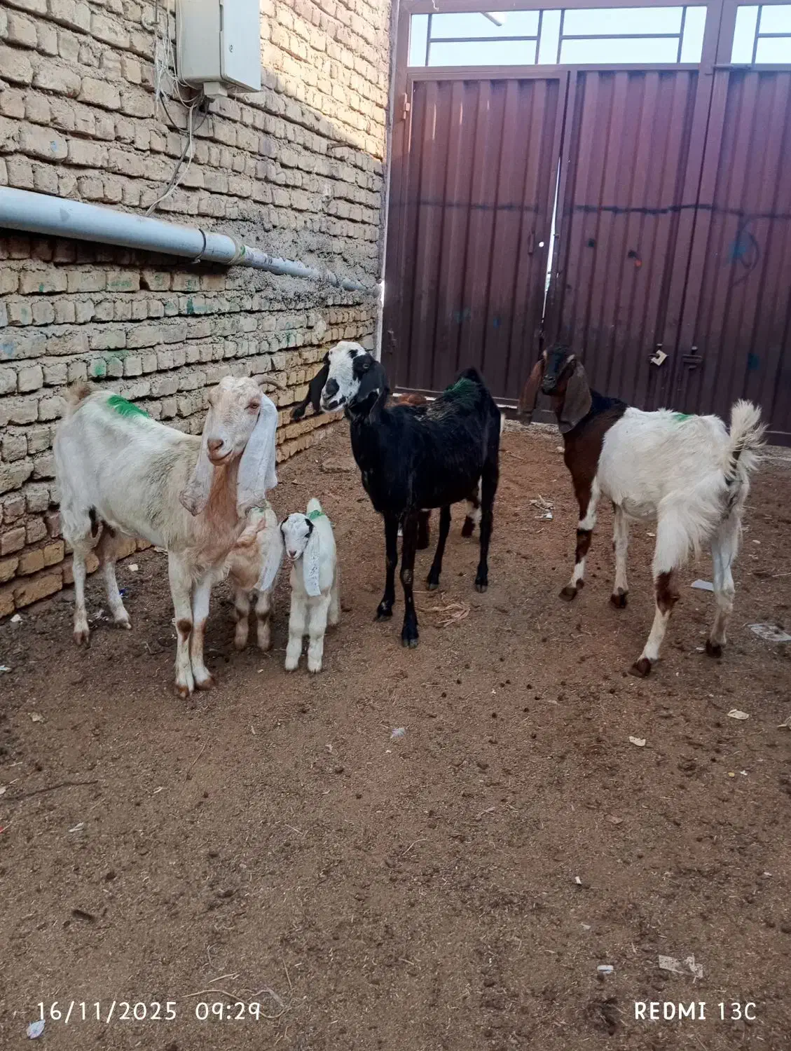 سه راس بزغاله دار|حیوانات مزرعه|گنبد کاووس, |دیوار