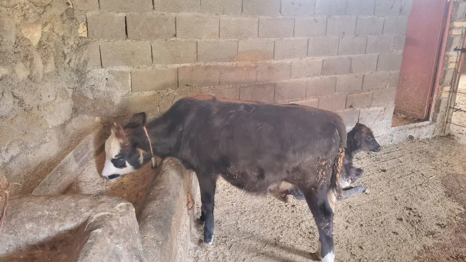 گاوفروشی|حیوانات مزرعه|علی‌آباد کتول, |دیوار