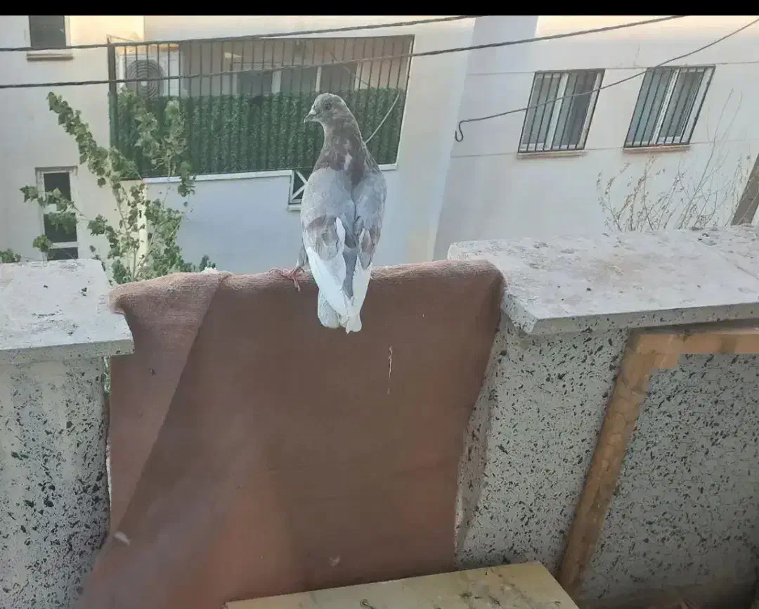 کبوتر پیس|پرنده|محمدشهر, شهرک پیام (مهرالبرز)|دیوار