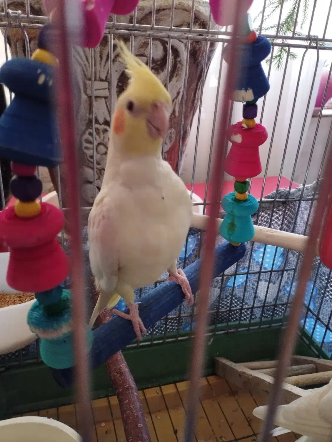 عروس هلندی جفت|پرنده|پردیس, فاز ۶|دیوار