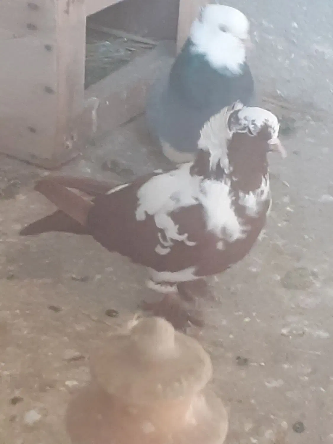 کبوتر گرفتنی|پرنده|اردبیل, |دیوار