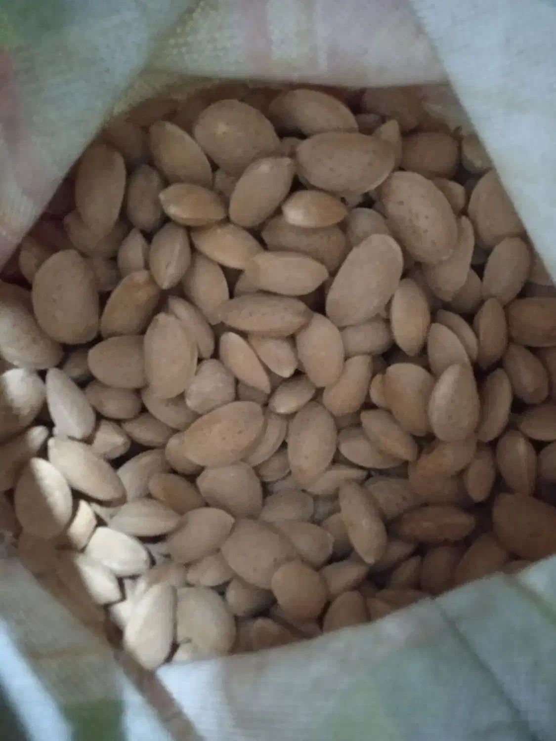 فروش بادام تلخ|عمدهفروشی|ارسنجان, |دیوار