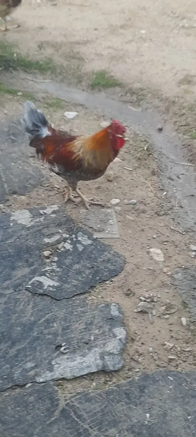 ۳عدد خروس|پرنده|آبدانان, |دیوار