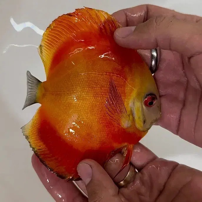 ماهی دیسکس|ماهی|اندیشه, شهرک صدف|دیوار