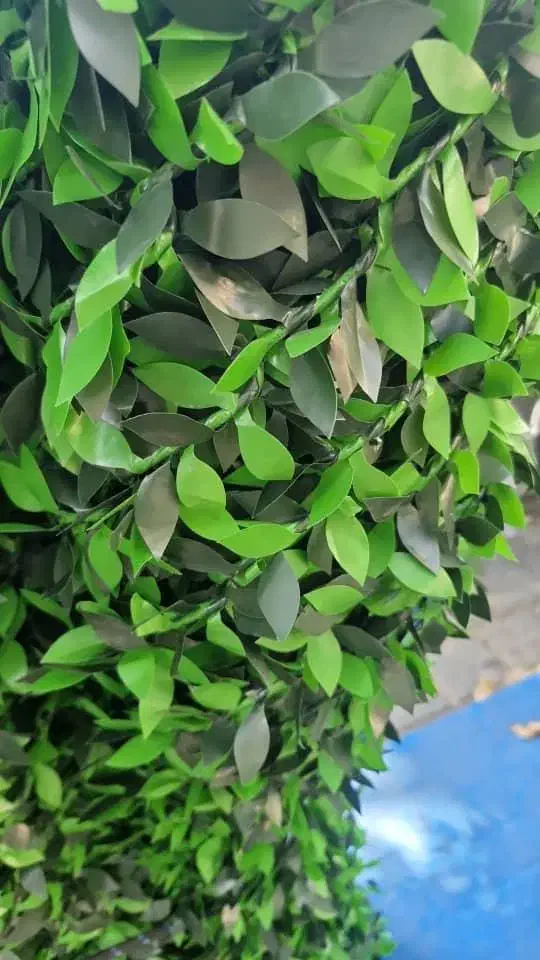 فروش مستقیم فنس چمنی و برگی|عمدهفروشی|شیراز, دوکوهک|دیوار