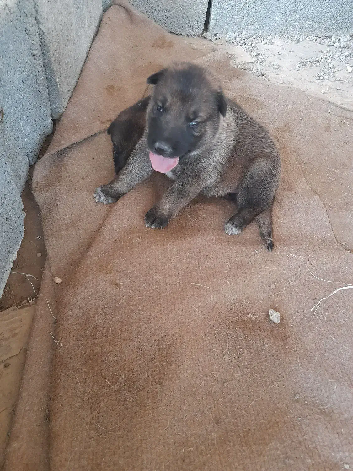 توله سگ ژرمن گمشده در عینک|سگ|رشت, نخودچر|دیوار