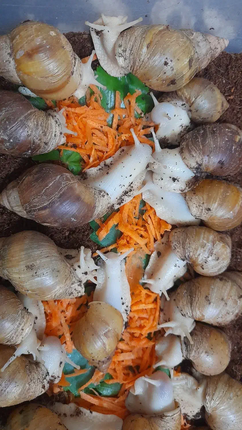 حلزون اچتینا|حیوانات مزرعه|فولادشهر, مسکن مهر فولادشهر|دیوار