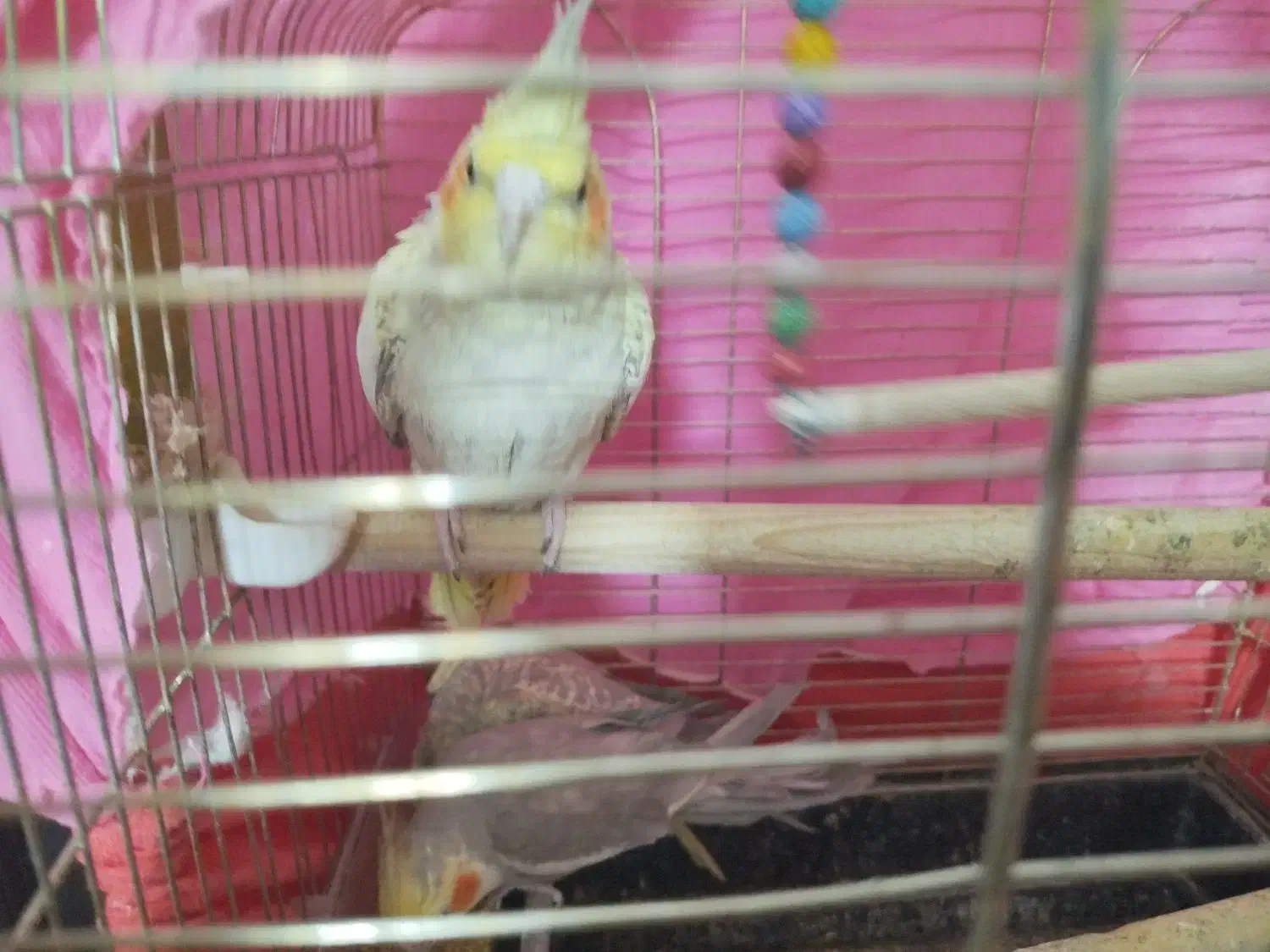 عروس هلندی|پرنده|مشهد, بهارستان|دیوار