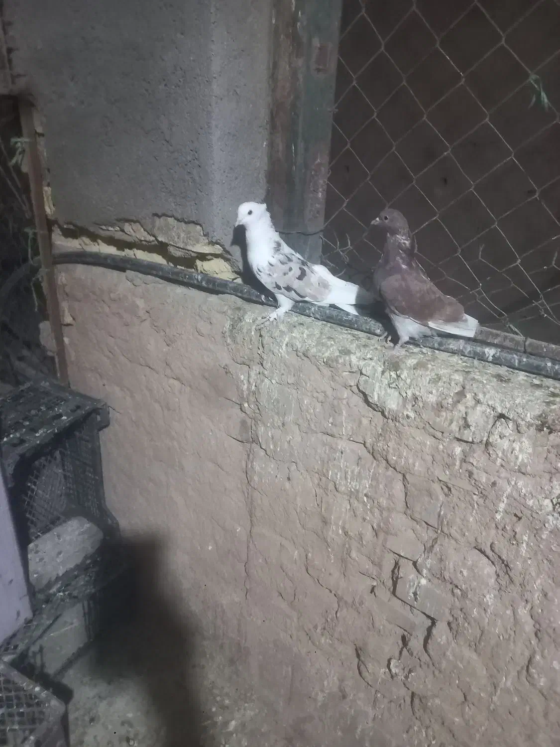 فروش کبوترهای هما و سبز|پرنده|گرمسار, |دیوار