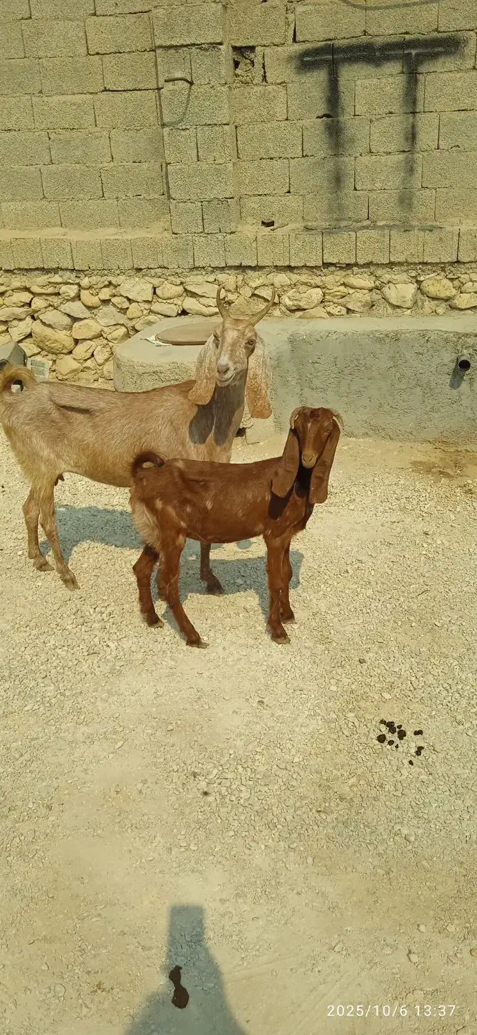 بز و کهره|حیوانات مزرعه|اهرم, |دیوار