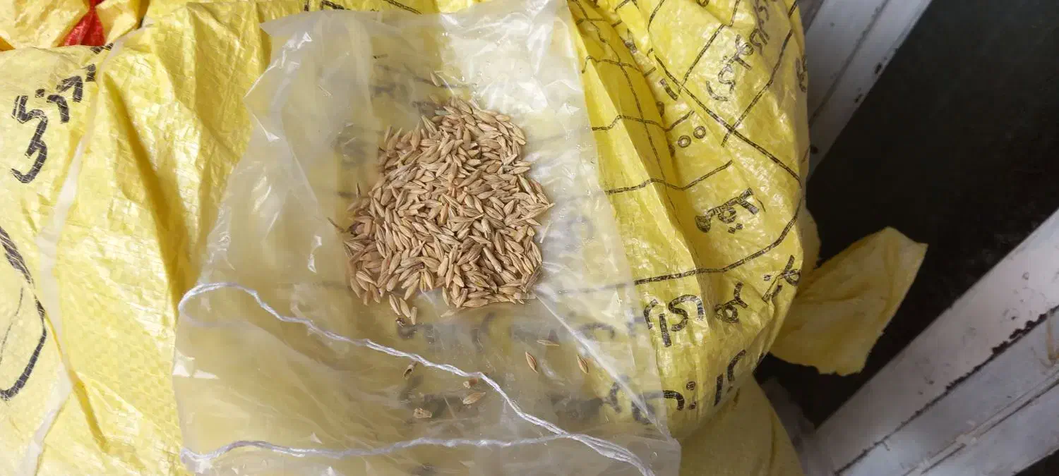 جو دیم|عمده‌فروشی|بروجرد, |دیوار