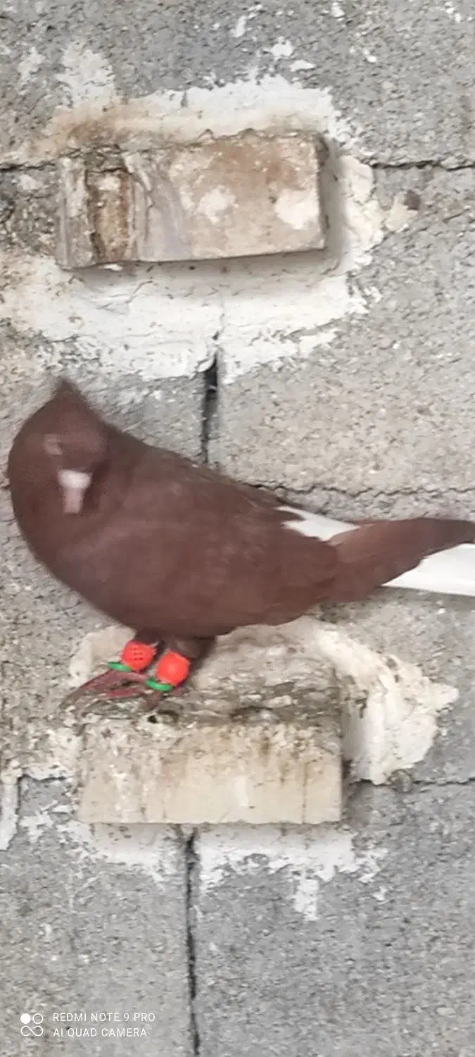 سه عدد نر|پرنده|حمیدیه, |دیوار