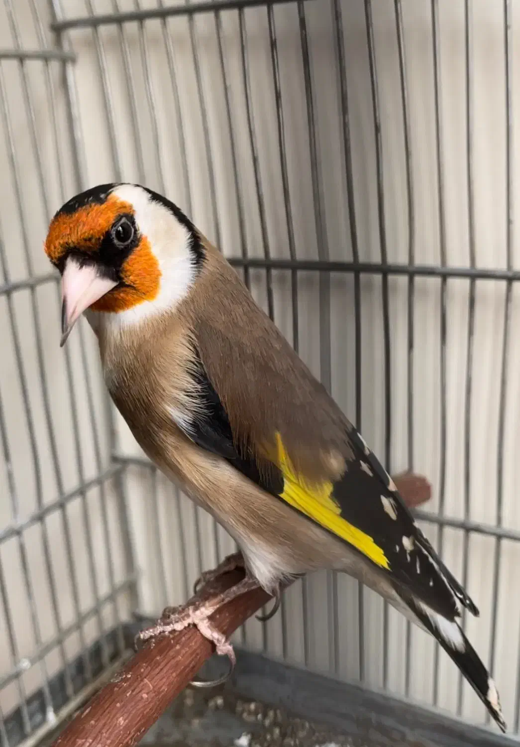 سهره جفتی|پرنده|رشت, یخسازی|دیوار