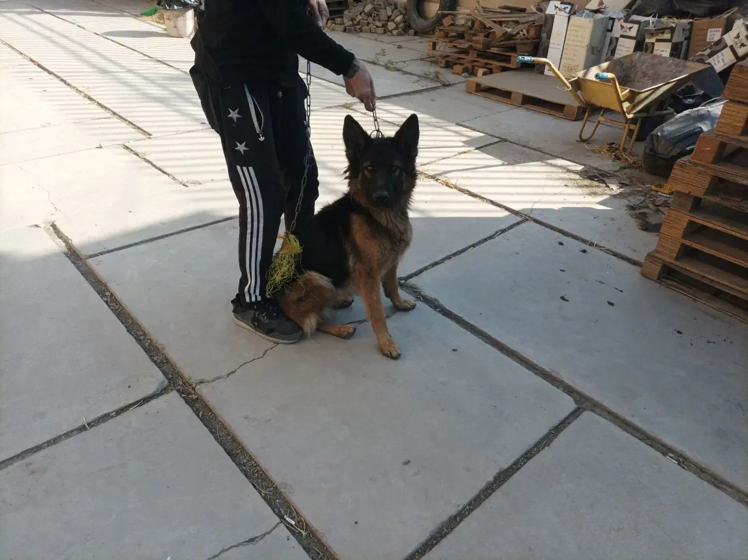 سگ ژرمن  باهوش|سگ|کهریزک, |دیوار