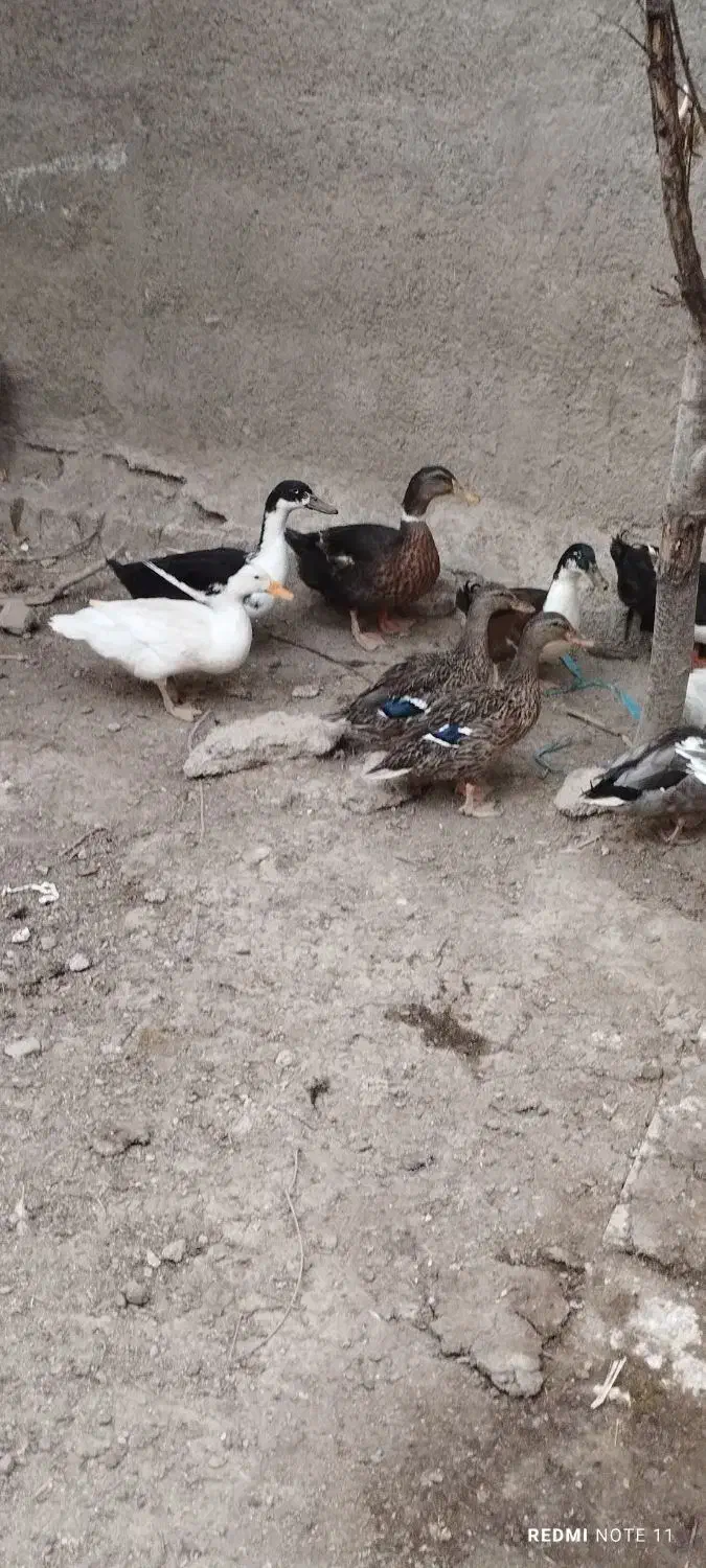 قوغاز،اوردک، مرغو خروس گلین|حیوانات مزرعه|کرج, اخگرآباد|دیوار