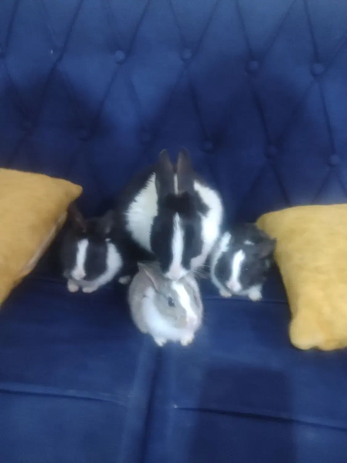 خرگوش|موش و خرگوش|شیراز, رکنآباد|دیوار