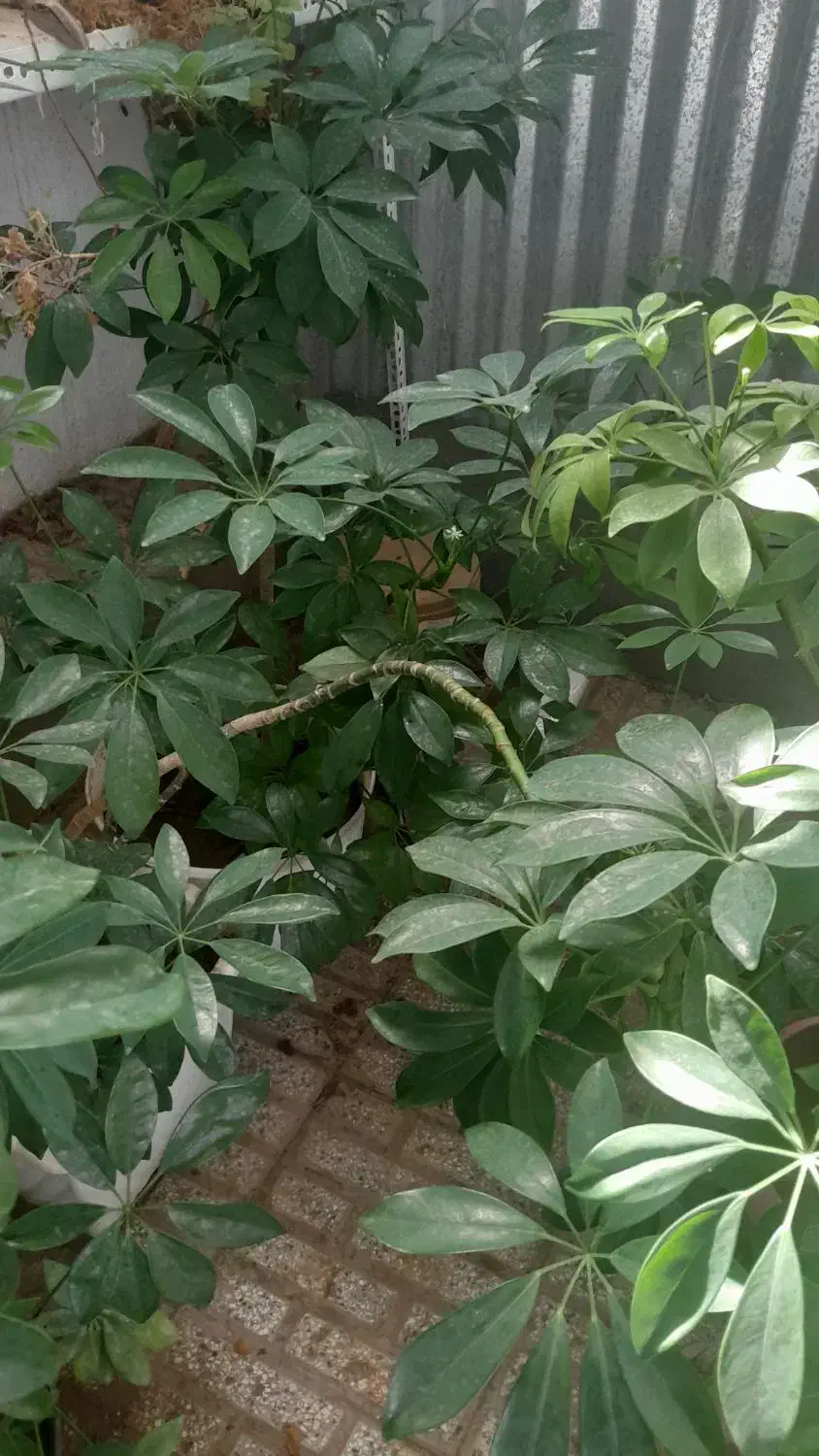 گلهای زیباو سرحال،همه نوع گل موجود است.|گل و گیاه طبیعی|شاهرود, |دیوار