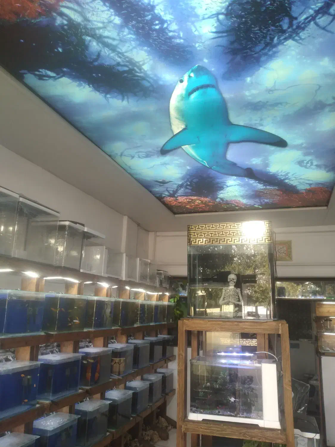 نیازمند همکار خانم در فروشگاه آکواریوم حیات وحش|استخدام خدمات فروشگاه و رستوران|بابل, |دیوار