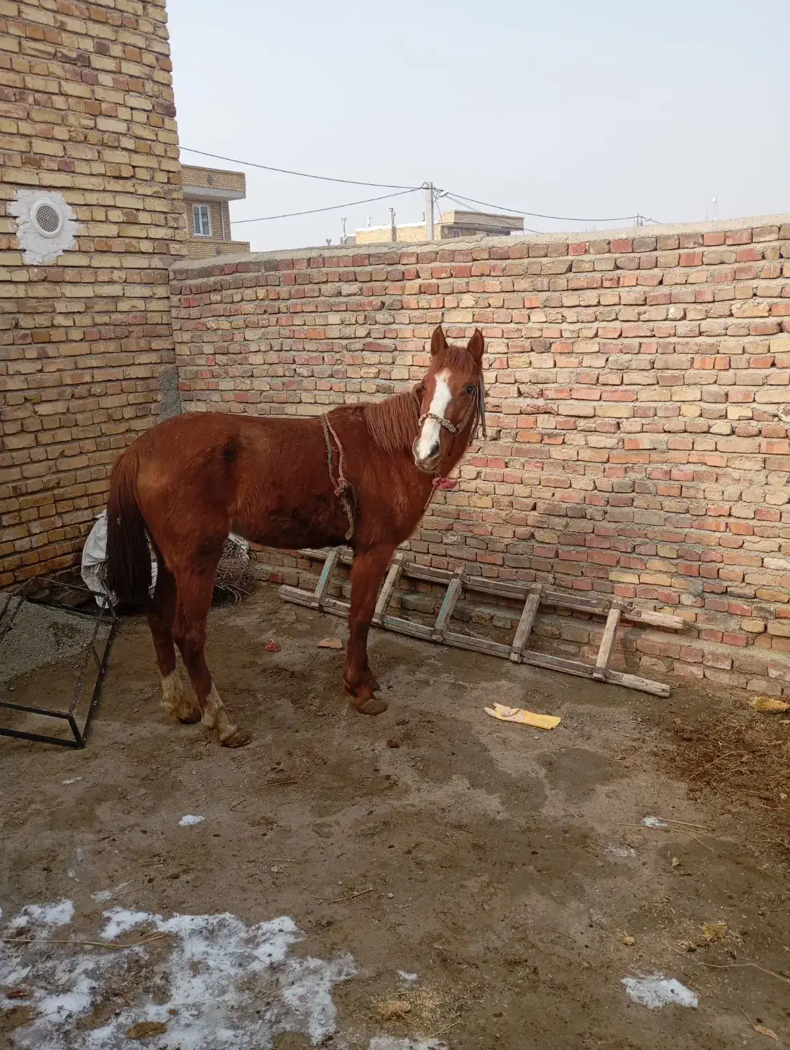 اسب ماده دوساله|اسب و تجهیزات اسب‌سواری|ارومیه, |دیوار