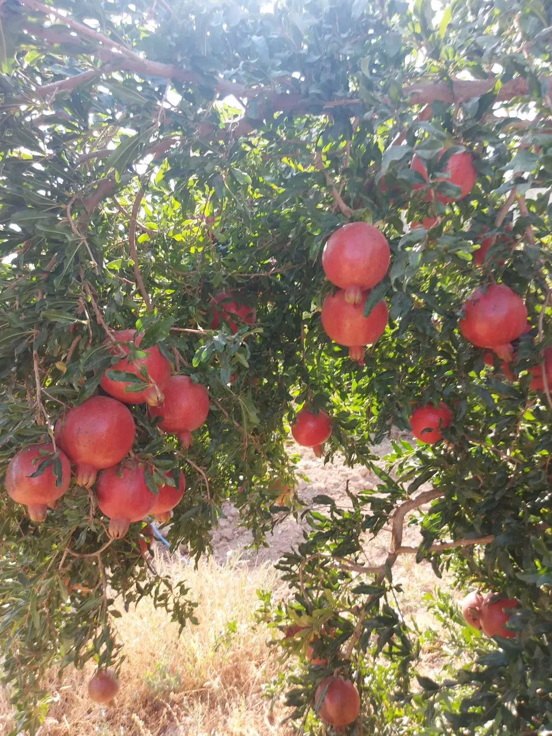 اجاره انار|اجارهٔ دفتر صنعتی، کشاورزی، تجاری|ششده و قره بلاغ, |دیوار