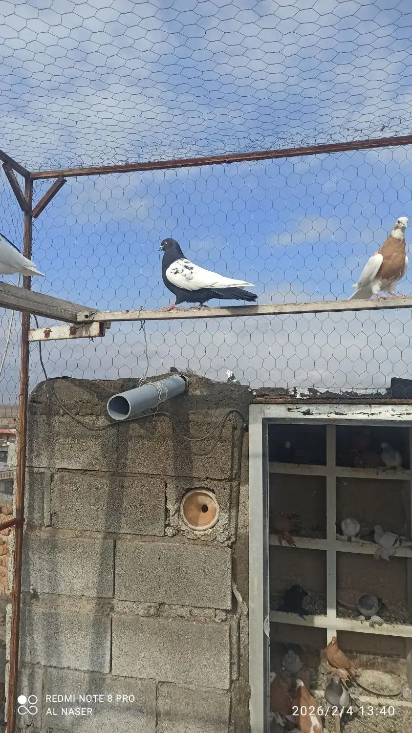 کبوتر|پرنده|ملکان, |دیوار