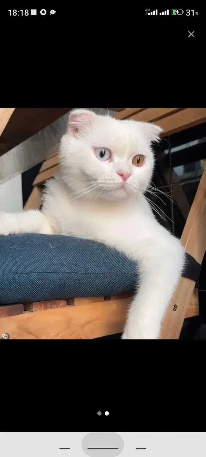 گربه|گربه|تهران, دروس|دیوار