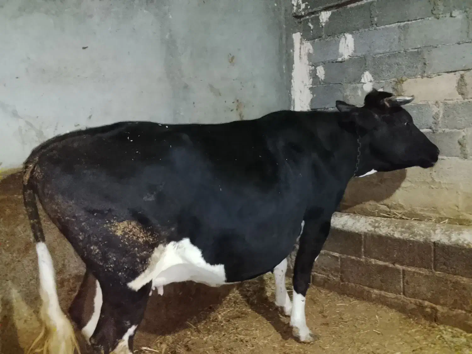 گاوابستن سنگین|حیوانات مزرعه|نظر کهریزی, |دیوار