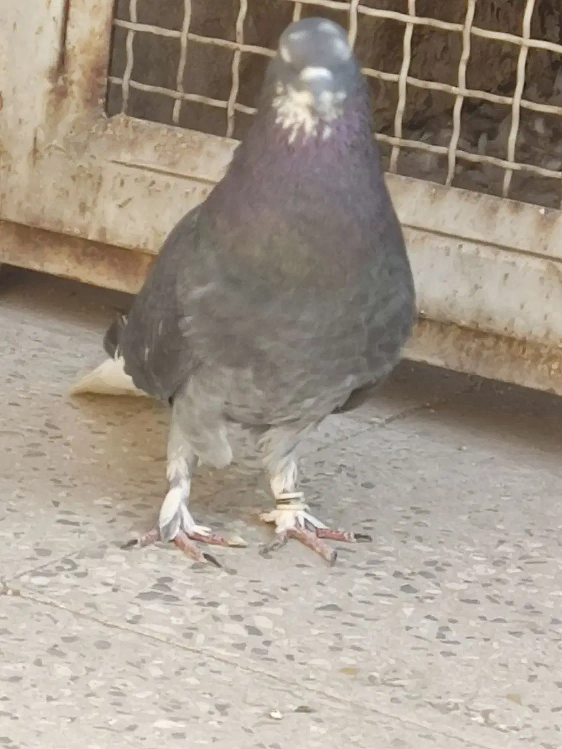 کفتر نر زاغ دم سفید..|پرنده|پاکدشت, پاکدشت (مامازند)|دیوار