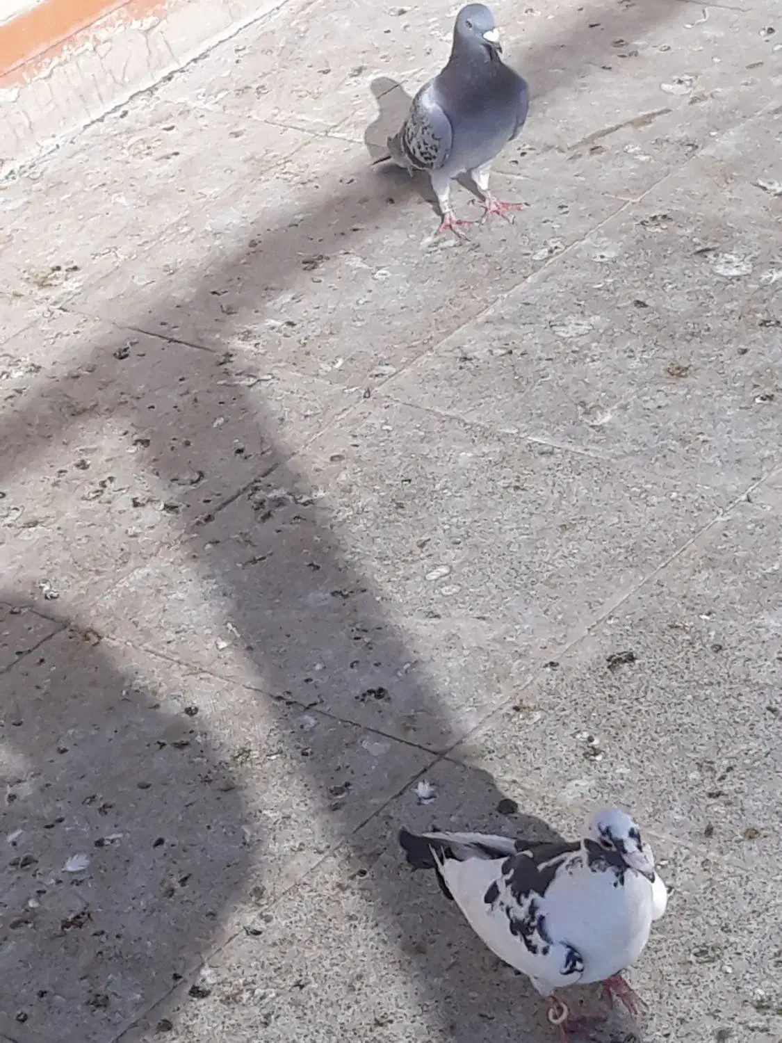 تعداد ۶ کبوتر پلاکی|پرنده|کهریزک, |دیوار