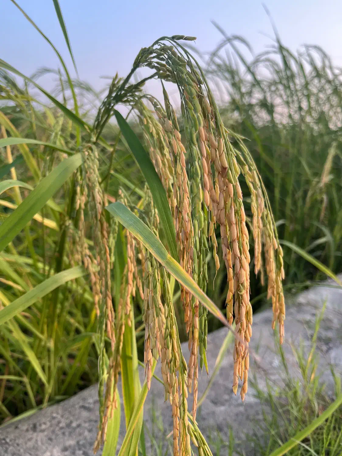 برنج طارم عطری مازندران|خوردنی و آشامیدنی|کیش, |دیوار