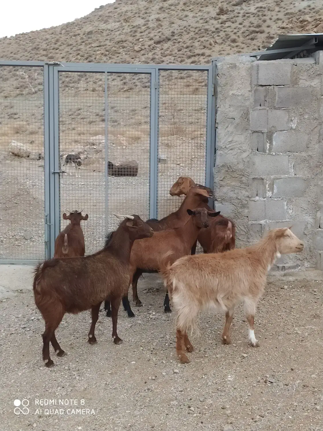 بز آلپاین|حیوانات مزرعه|کوهبنان, |دیوار