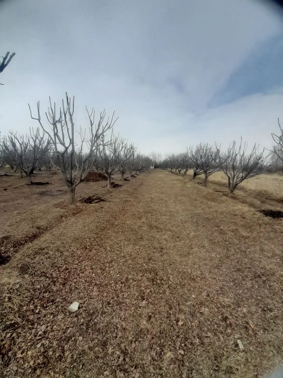 خرید انواع چوب درختان میوه وبیشه|خدمات باغبانی و درختکاری|بروجرد, |دیوار