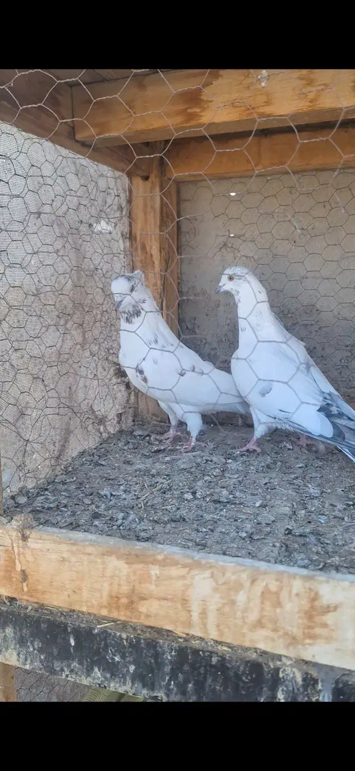 کبوتر|پرنده|نهاوند, |دیوار